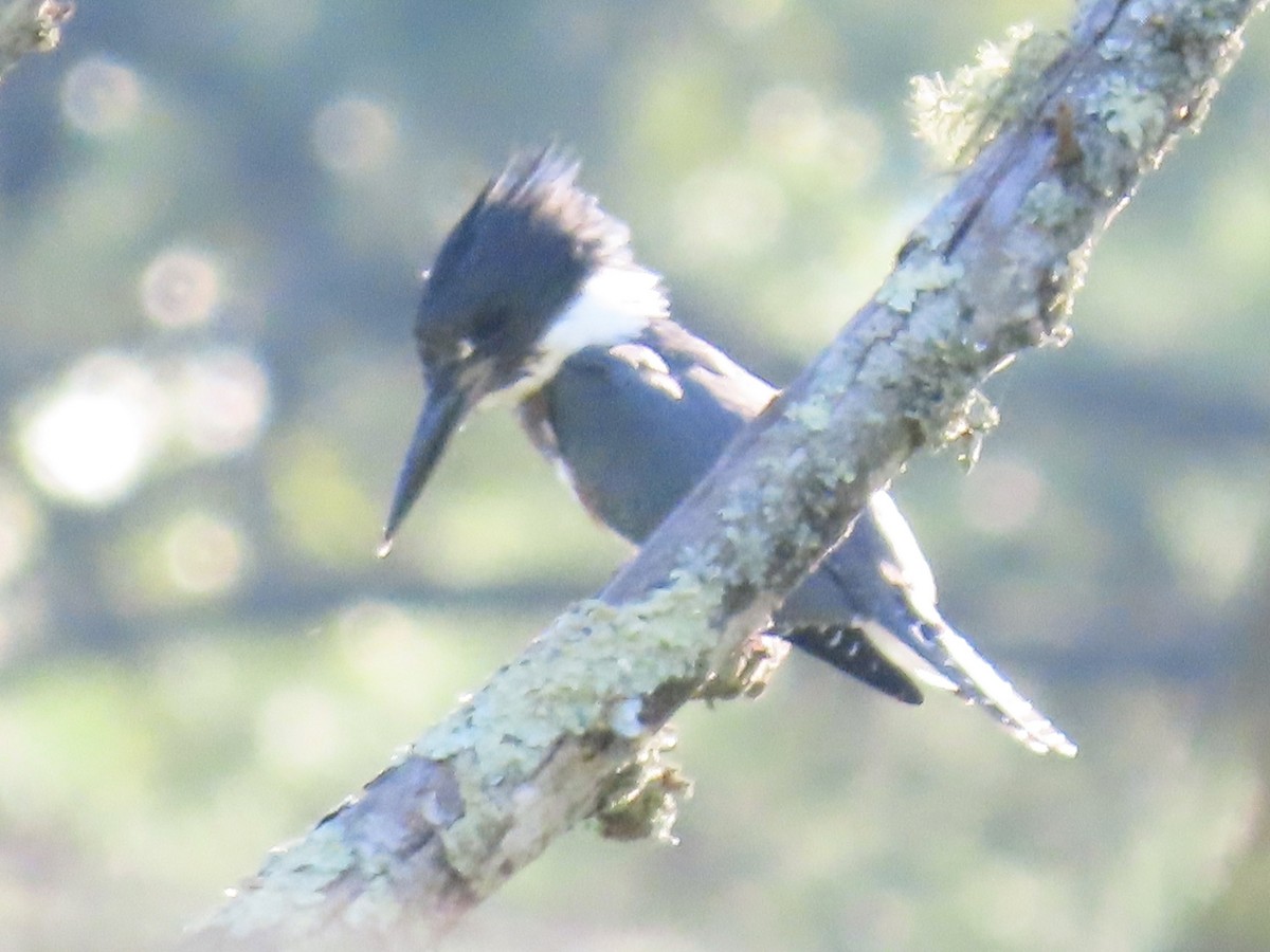 Belted Kingfisher - ML598763901