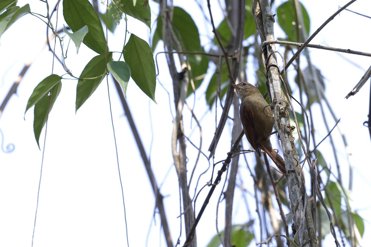 Ash-browed Spinetail - ML598763921
