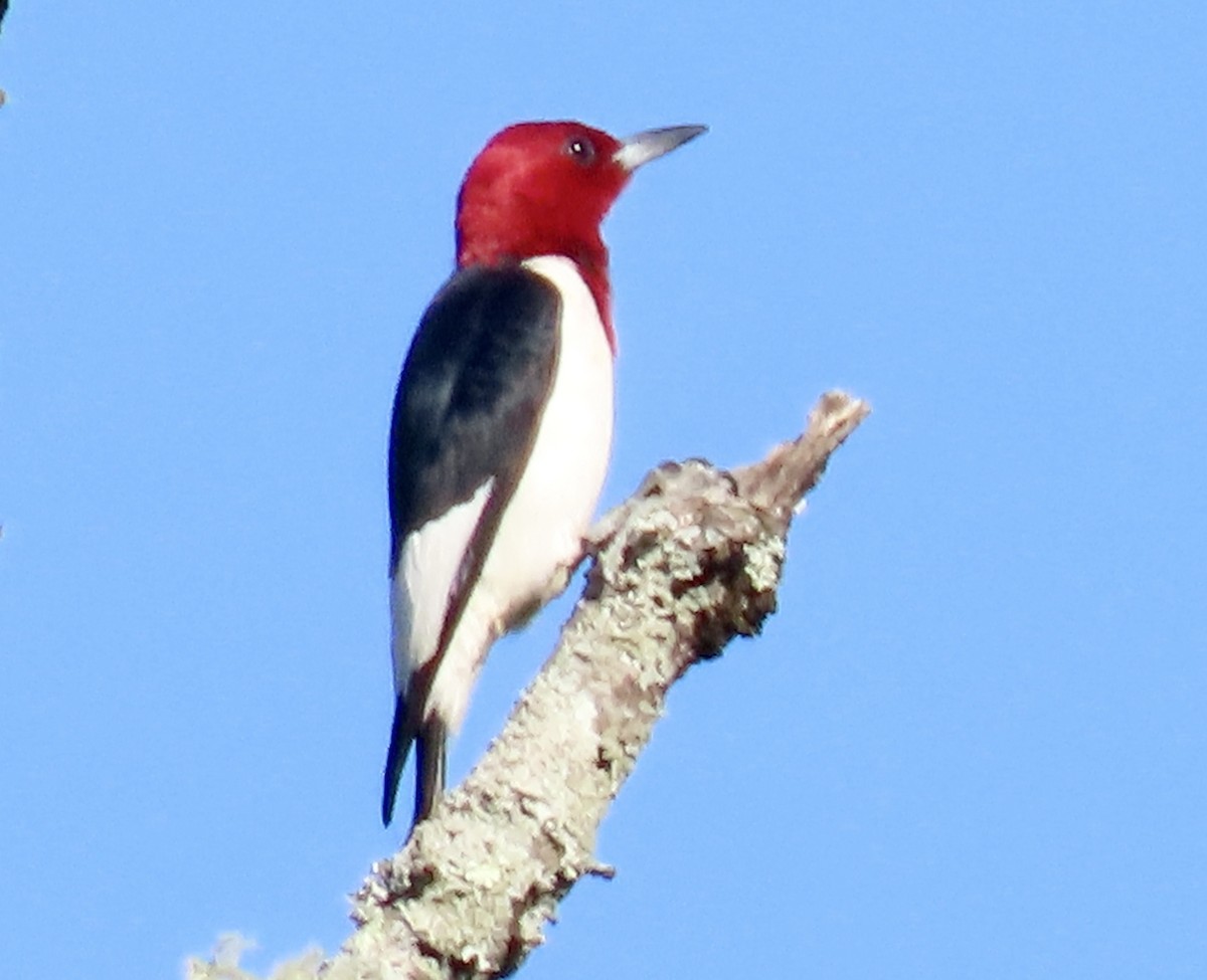 Red-headed Woodpecker - ML598764041