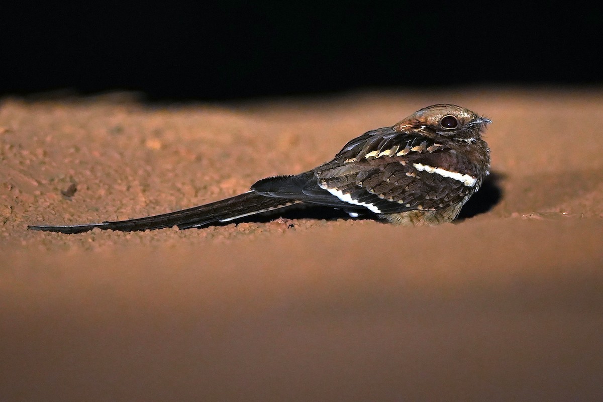 Long-tailed Nightjar - ML598766541