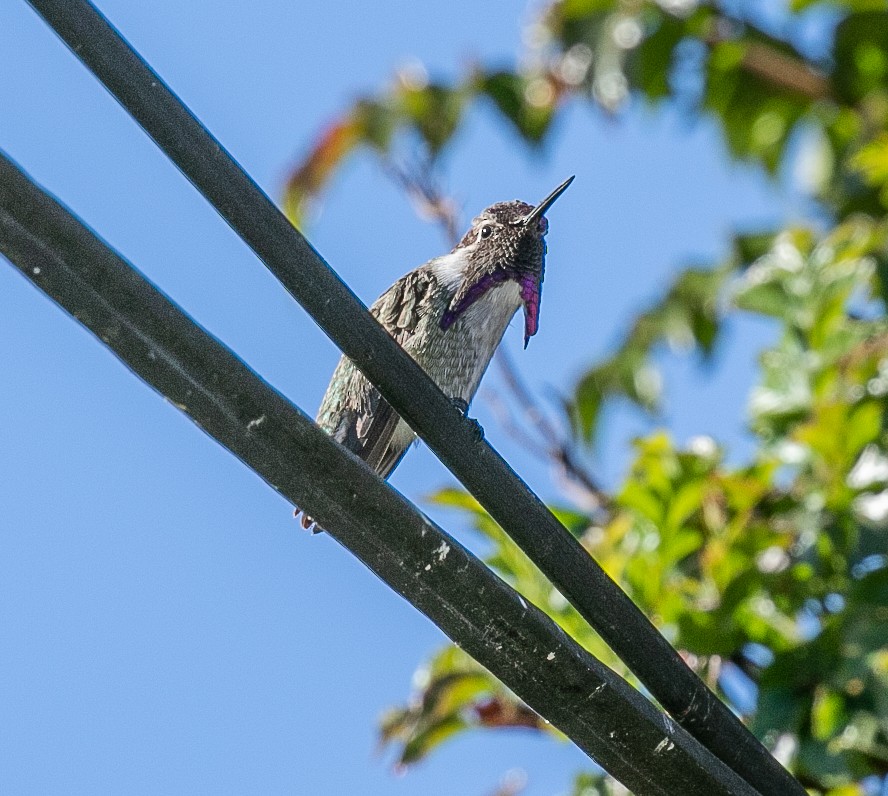 Costa's Hummingbird - ML598766681