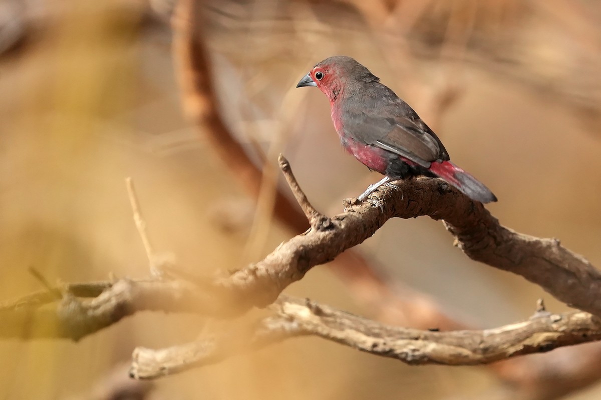 Mali Firefinch - Daniel López-Velasco | Ornis Birding Expeditions