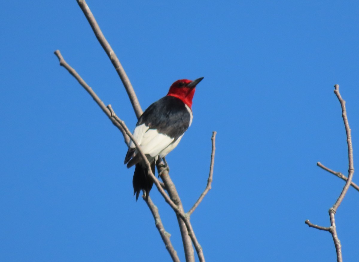 Red-headed Woodpecker - ML598768091