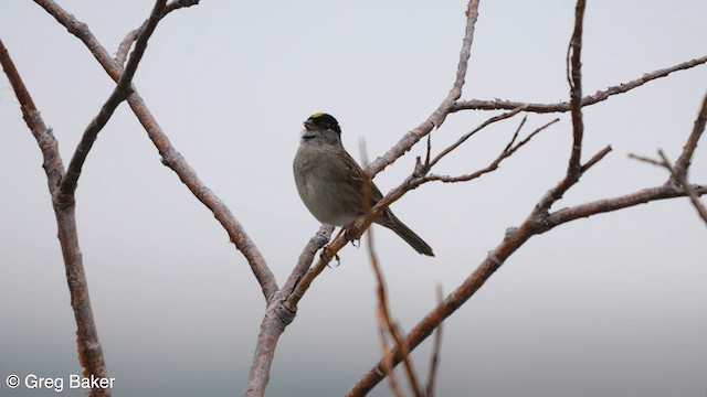 Golden-crowned Sparrow - ML598768251