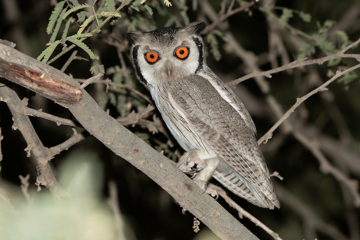Northern White-faced Owl - ML598768311