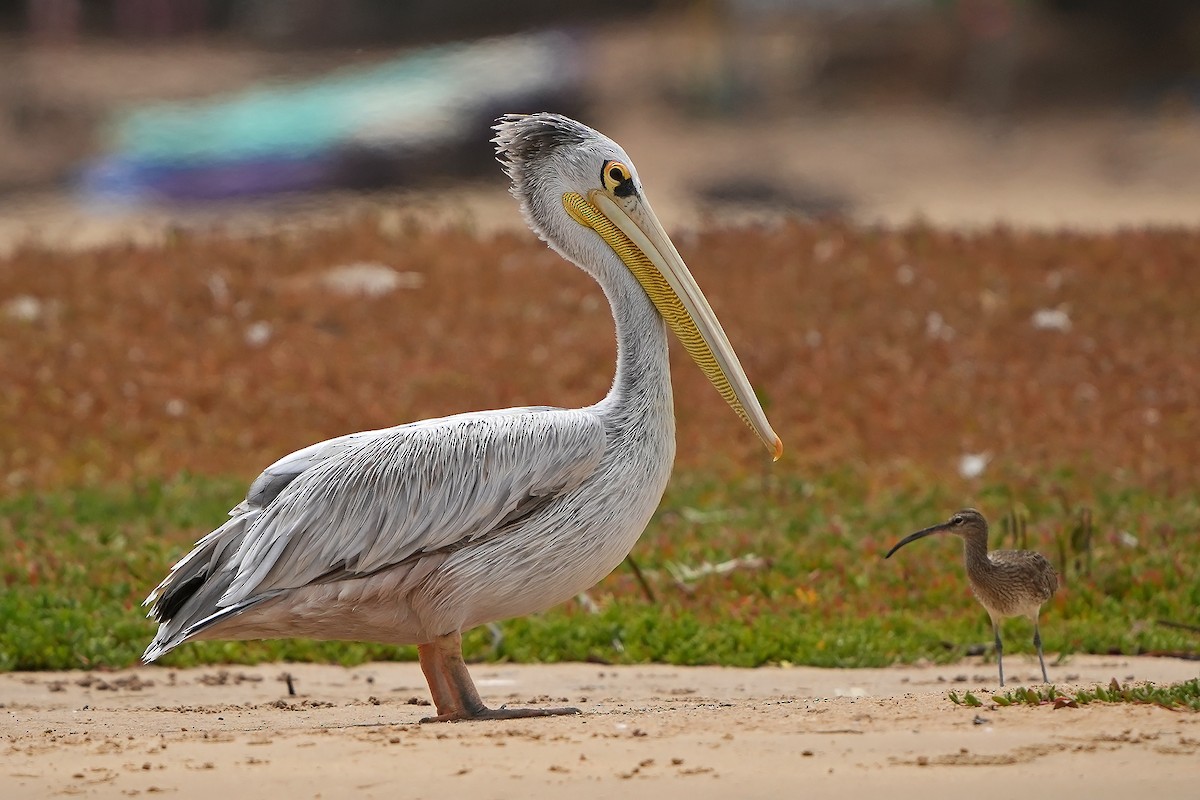 Pink-backed Pelican - ML598769181