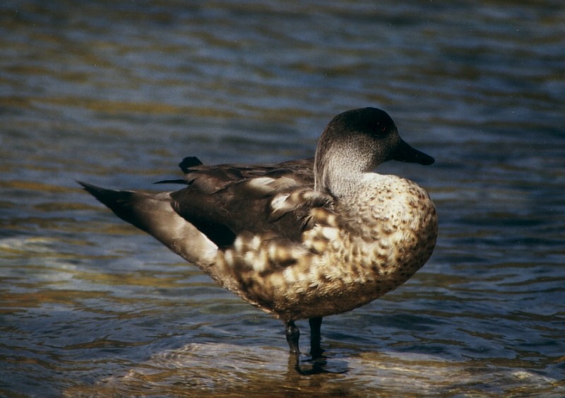 Crested Duck - Eric van Poppel