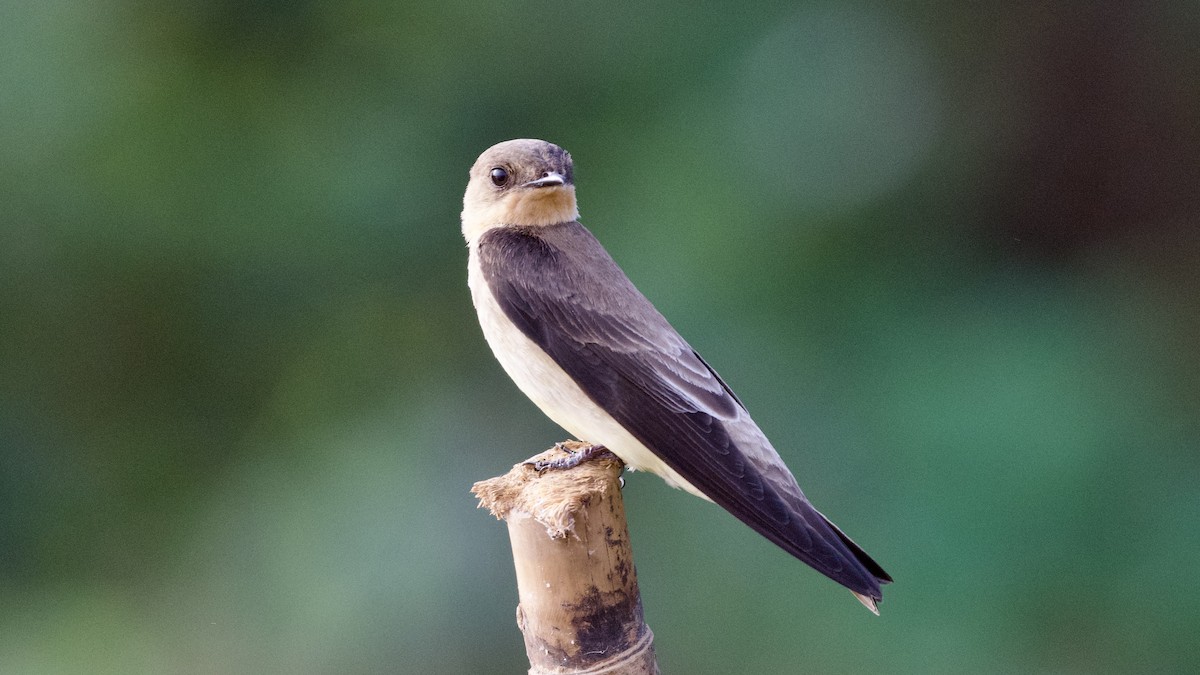 Southern Rough-winged Swallow - ML598771521