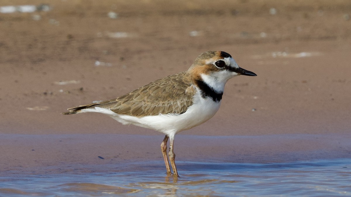 Collared Plover - ML598771881