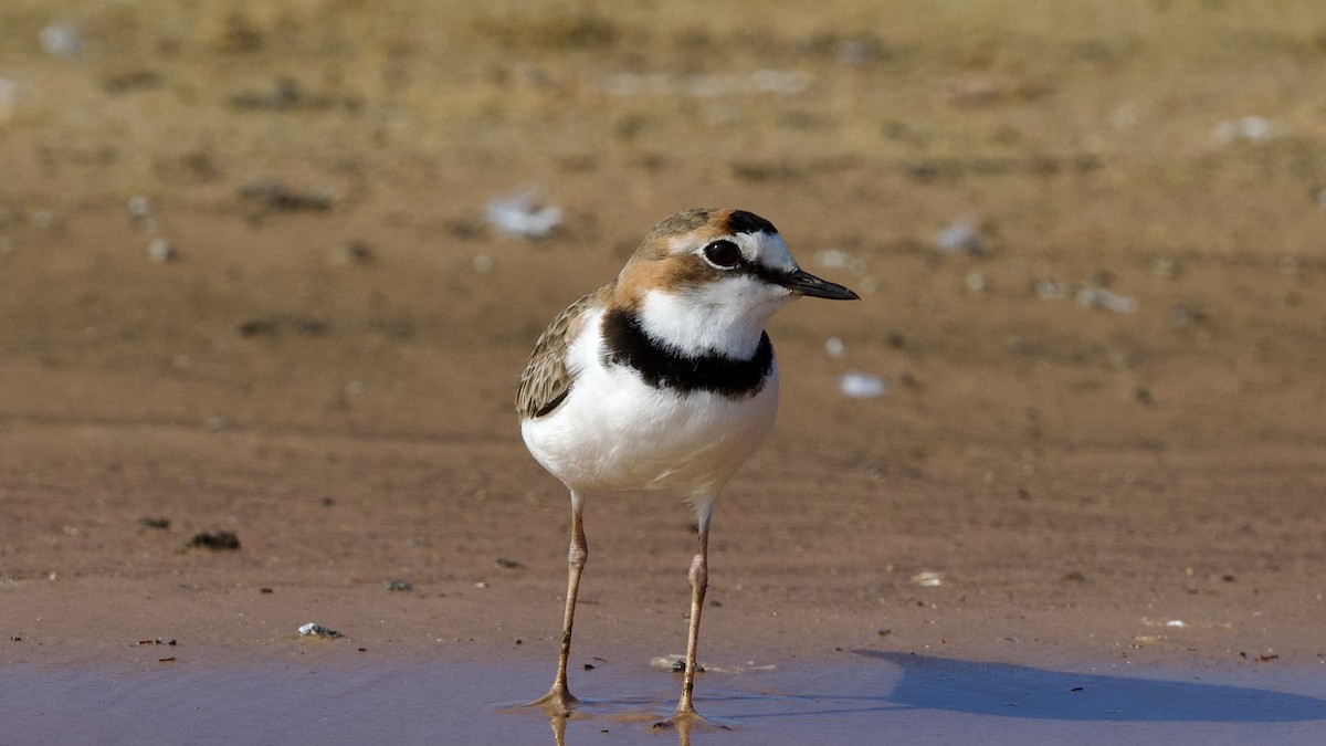 Collared Plover - ML598771991