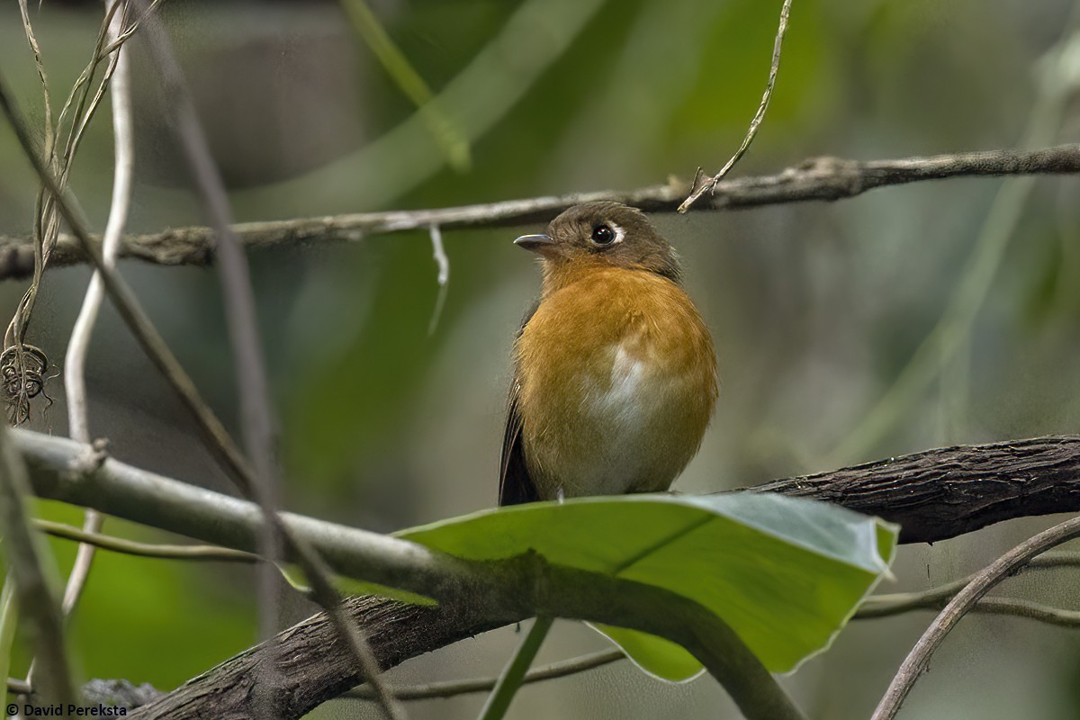 Rusty-breasted Antpitta (Rusty-breasted) - ML598773451