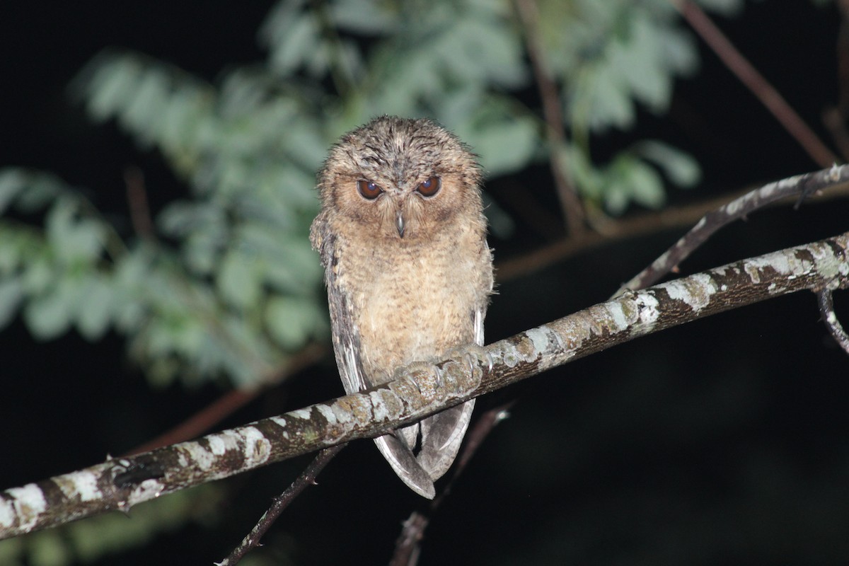 Indian Scops-Owl - GOVIND GIRIJA