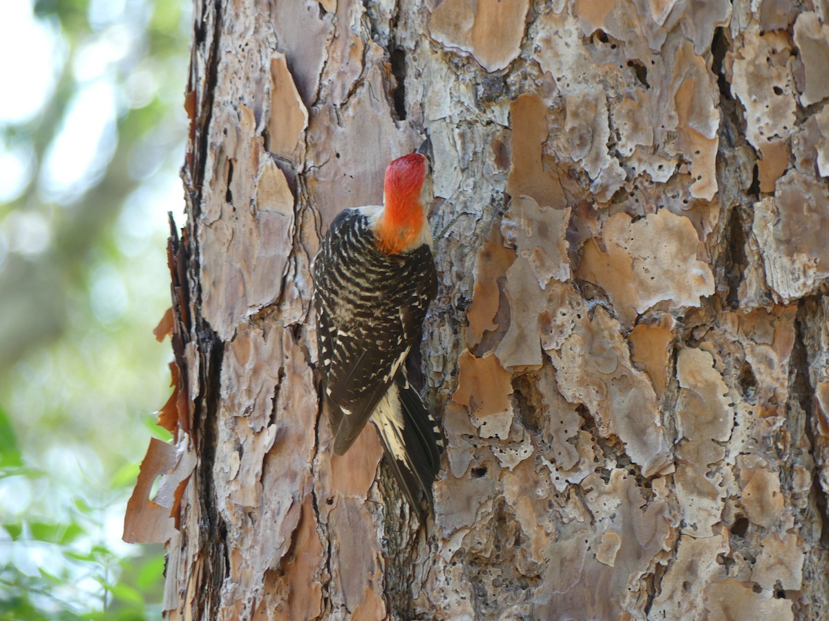 Red-bellied Woodpecker - ML598776101
