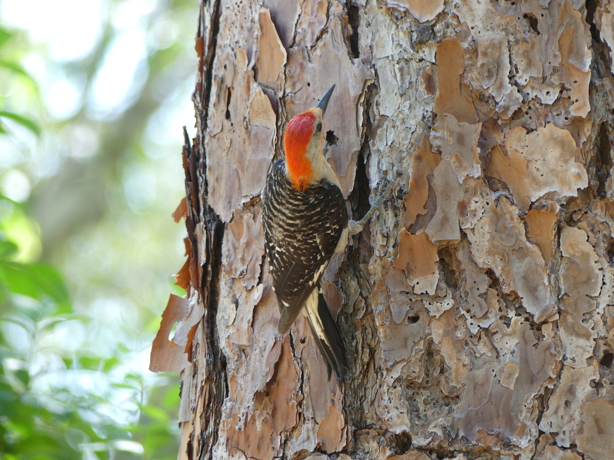 Red-bellied Woodpecker - ML598776161