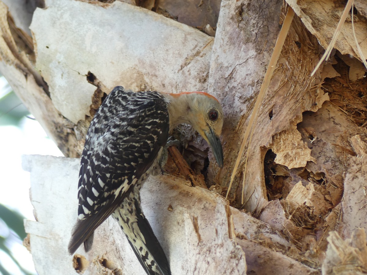Red-bellied Woodpecker - ML598776671