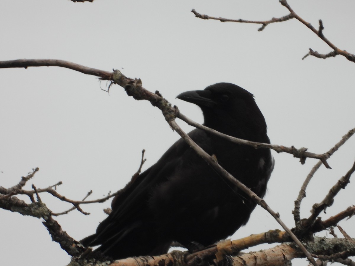 American Crow - ML598781691