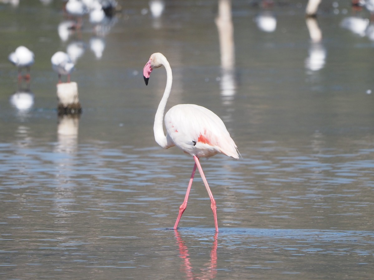 Greater Flamingo - Jim Conner