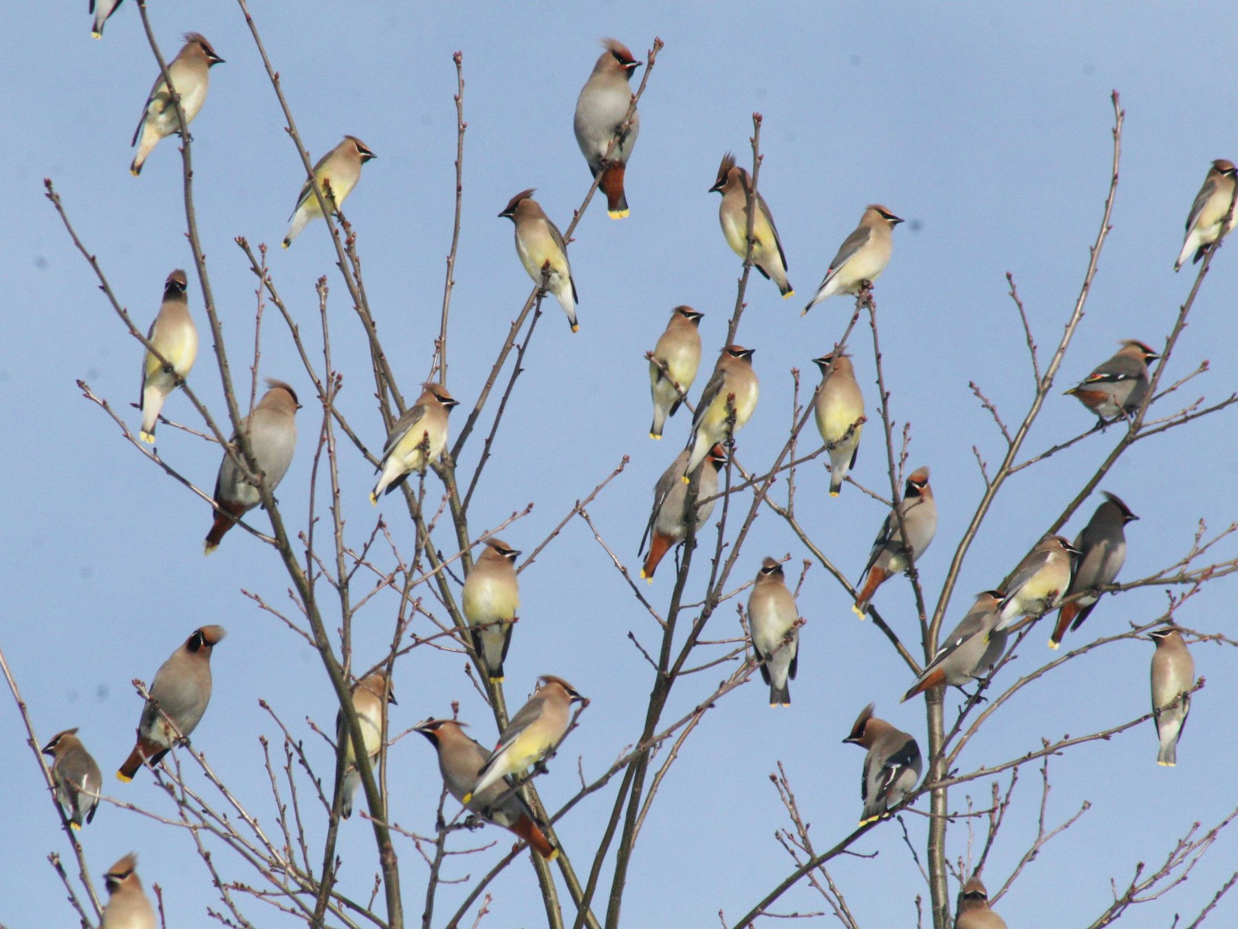 Bohemian Waxwing eBird