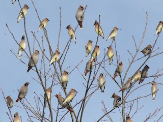 Flock (with Cedar Waxwing) - Margaret Viens - ML59879531