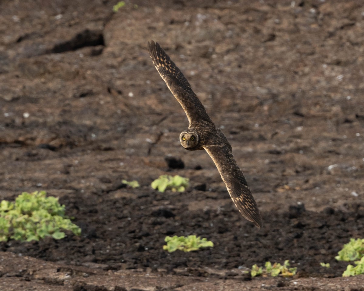 Short-eared Owl (Galapagos) - ML598798201