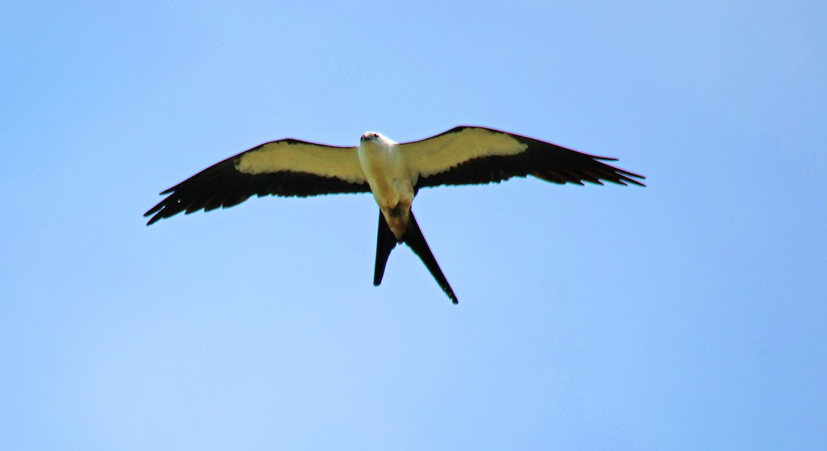 Swallow-tailed Kite - ML598807191