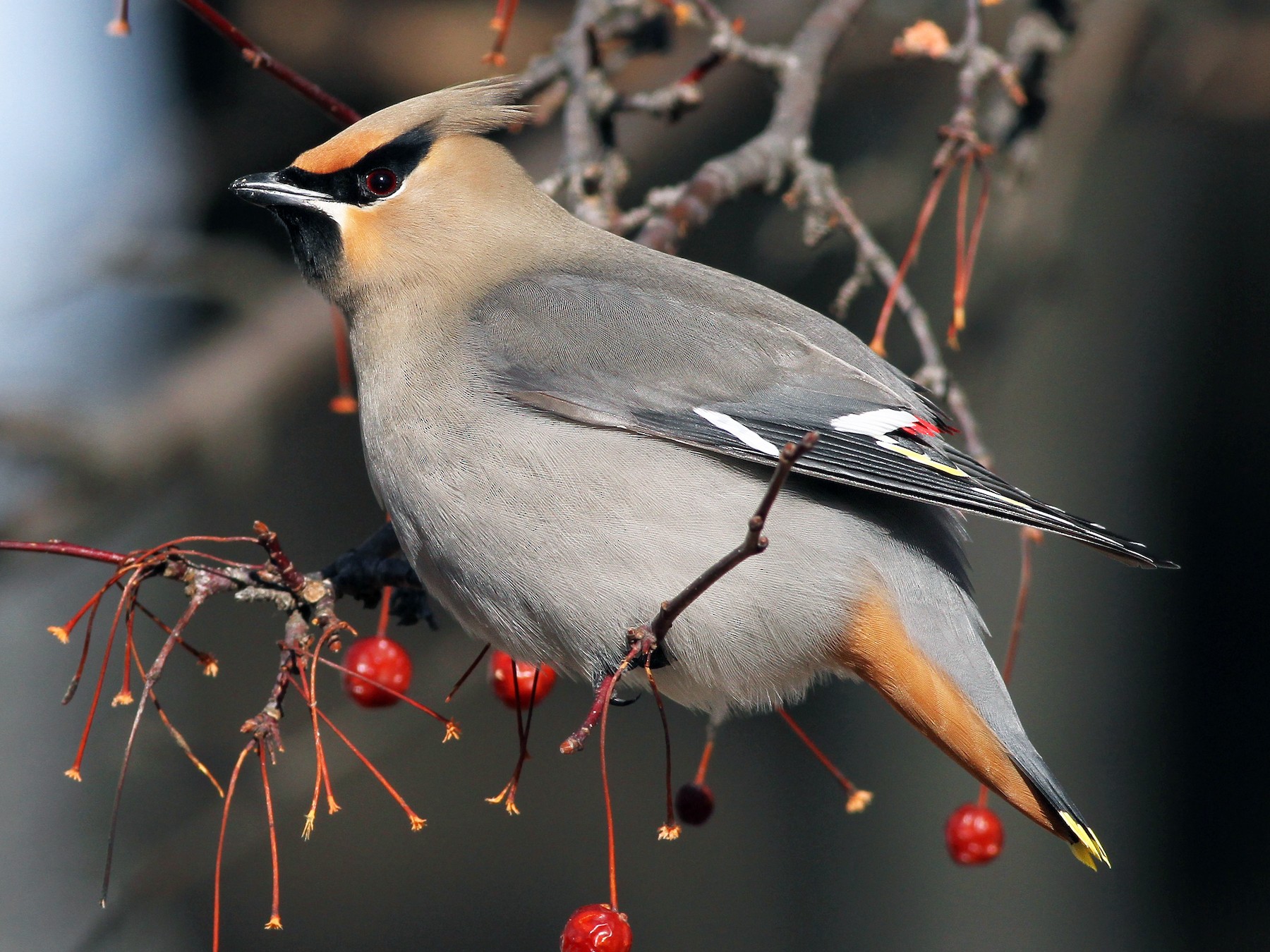 Bohemian Waxwing - Evan Lipton