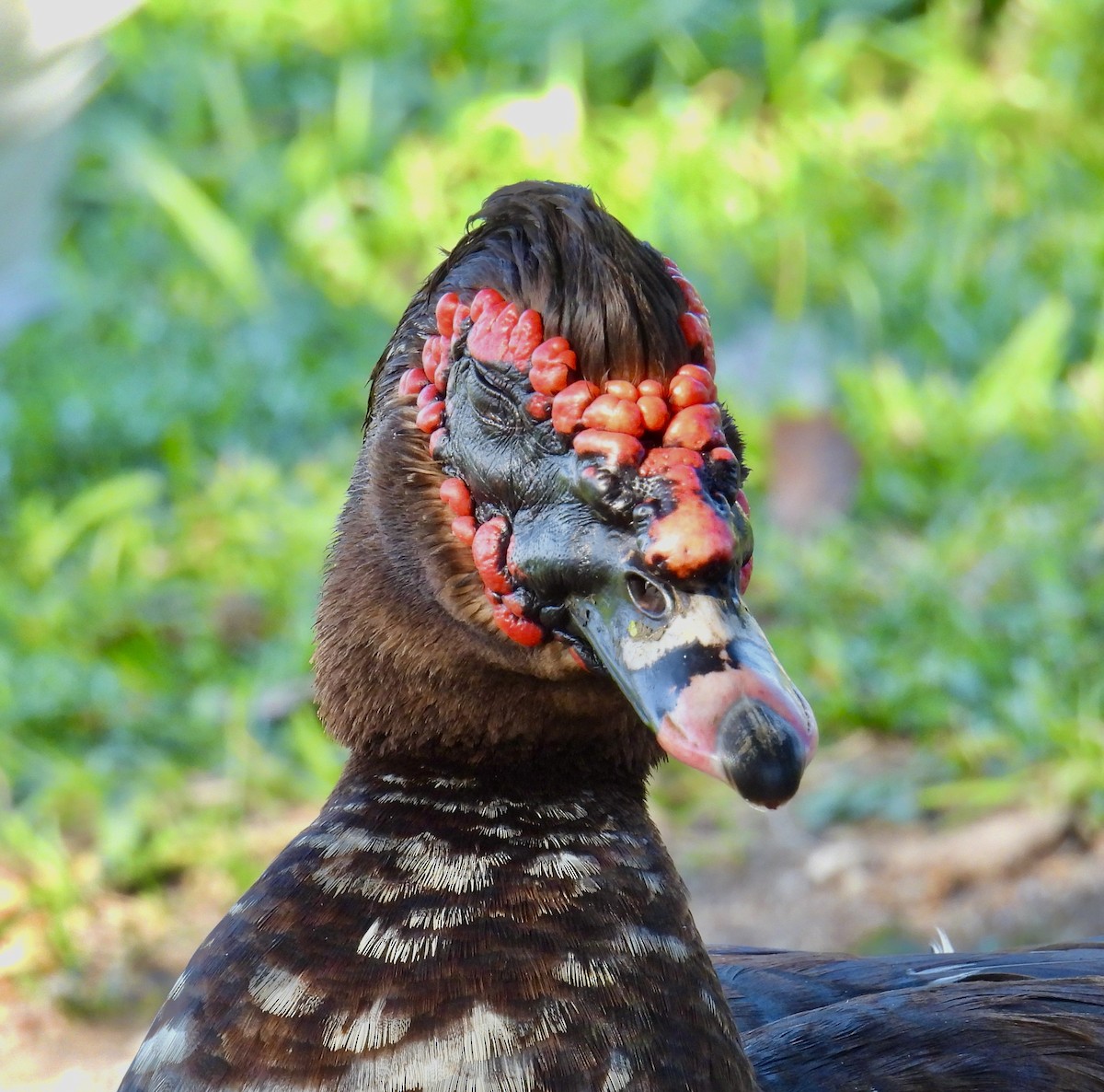 Muscovy Duck (Domestic type) - ML598813421
