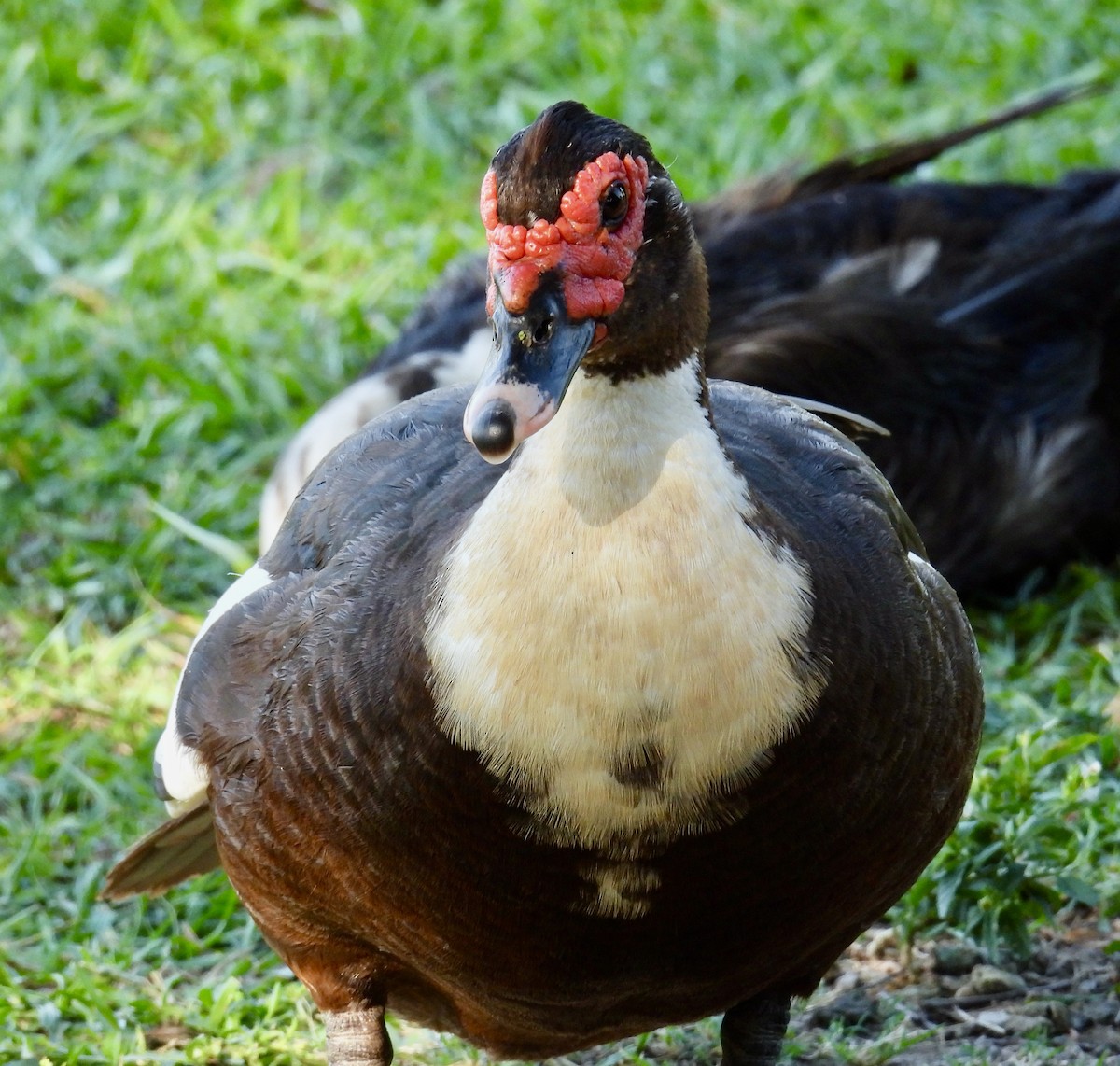 Muscovy Duck (Domestic type) - ML598813431