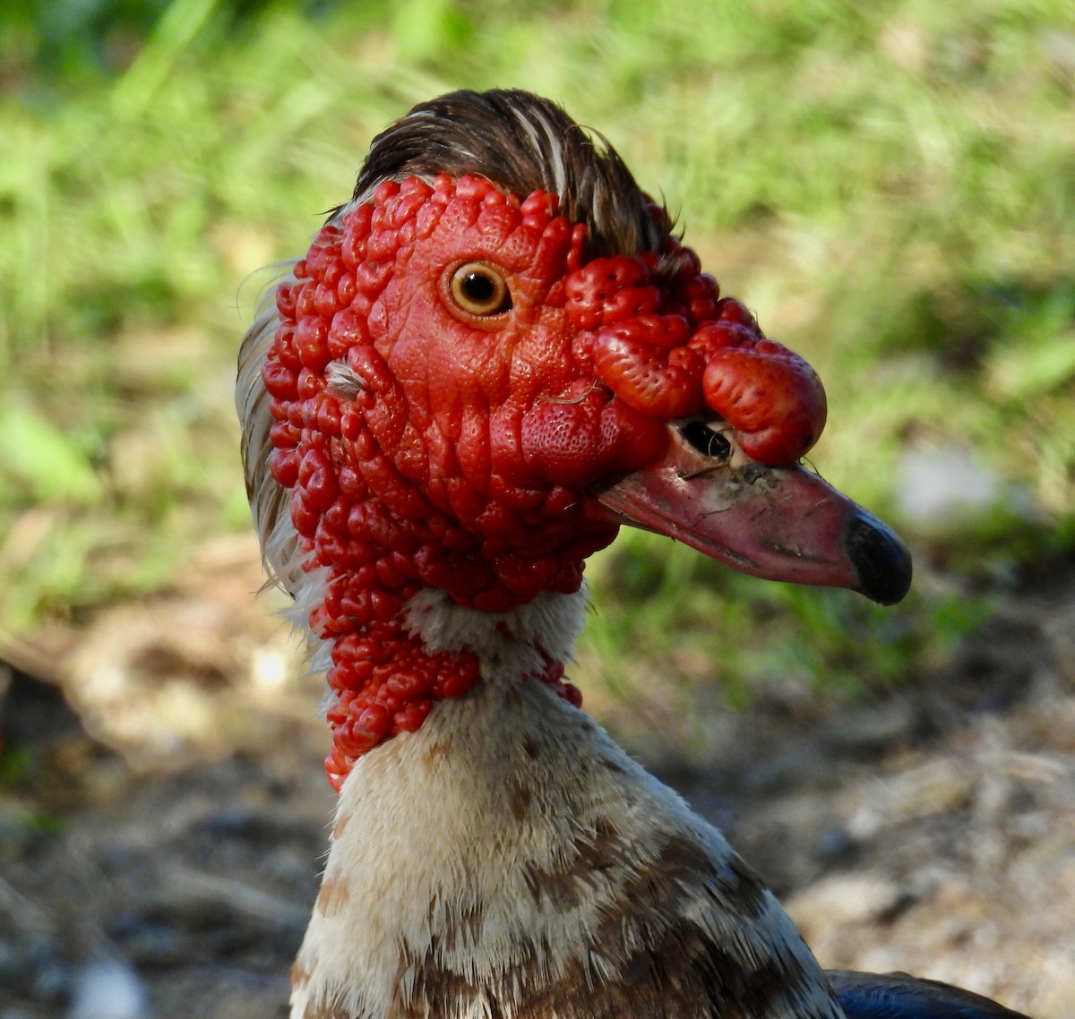 Muscovy Duck (Domestic type) - ML598813451