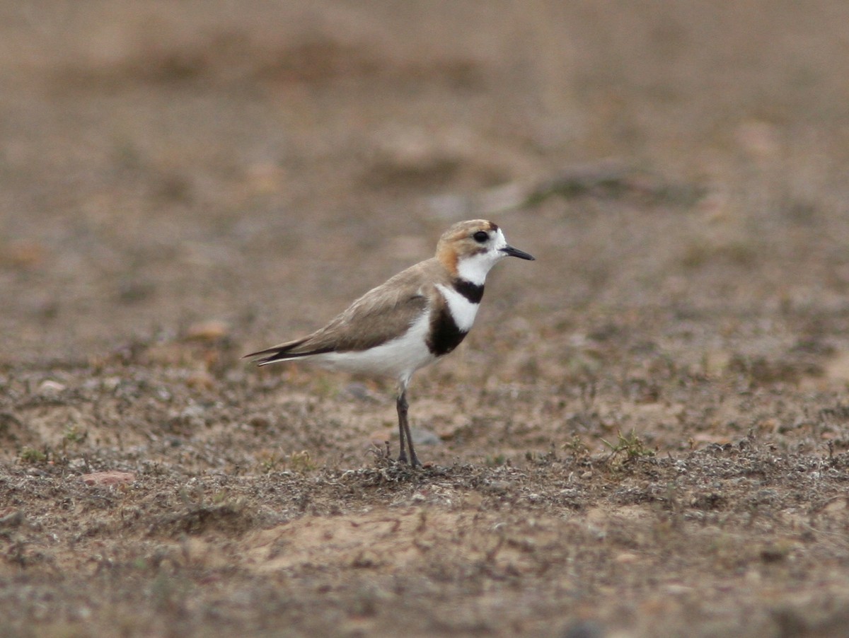 Two-banded Plover - ML598813931