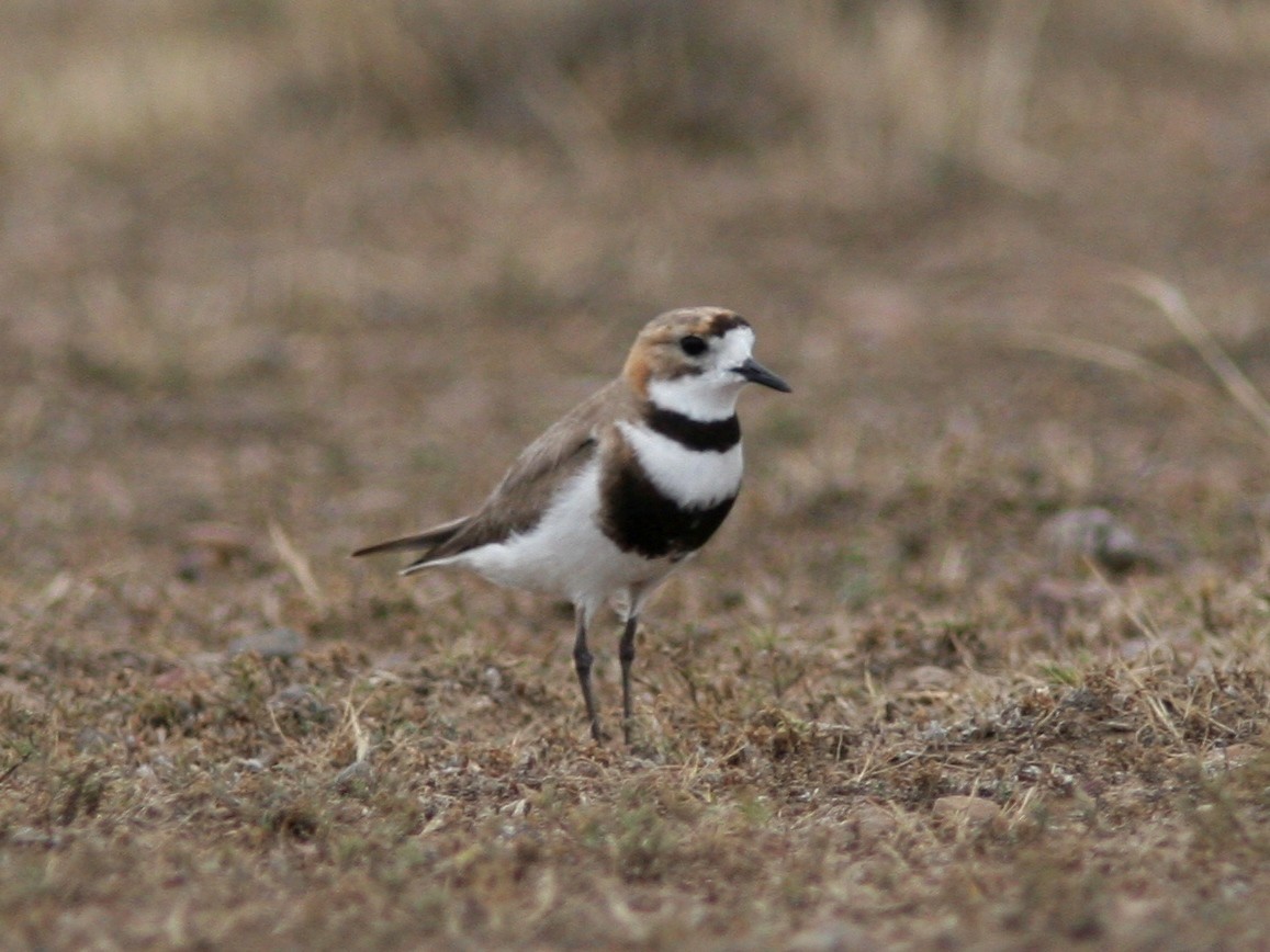Two-banded Plover - ML598814271