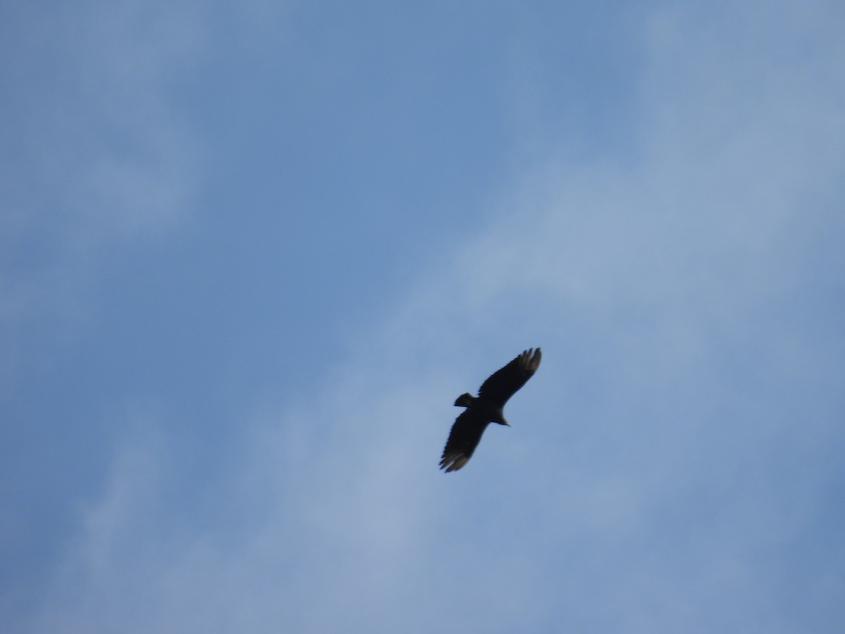 Black Vulture - ML598814581