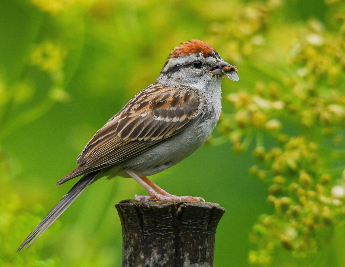 Chipping Sparrow - ML598815431