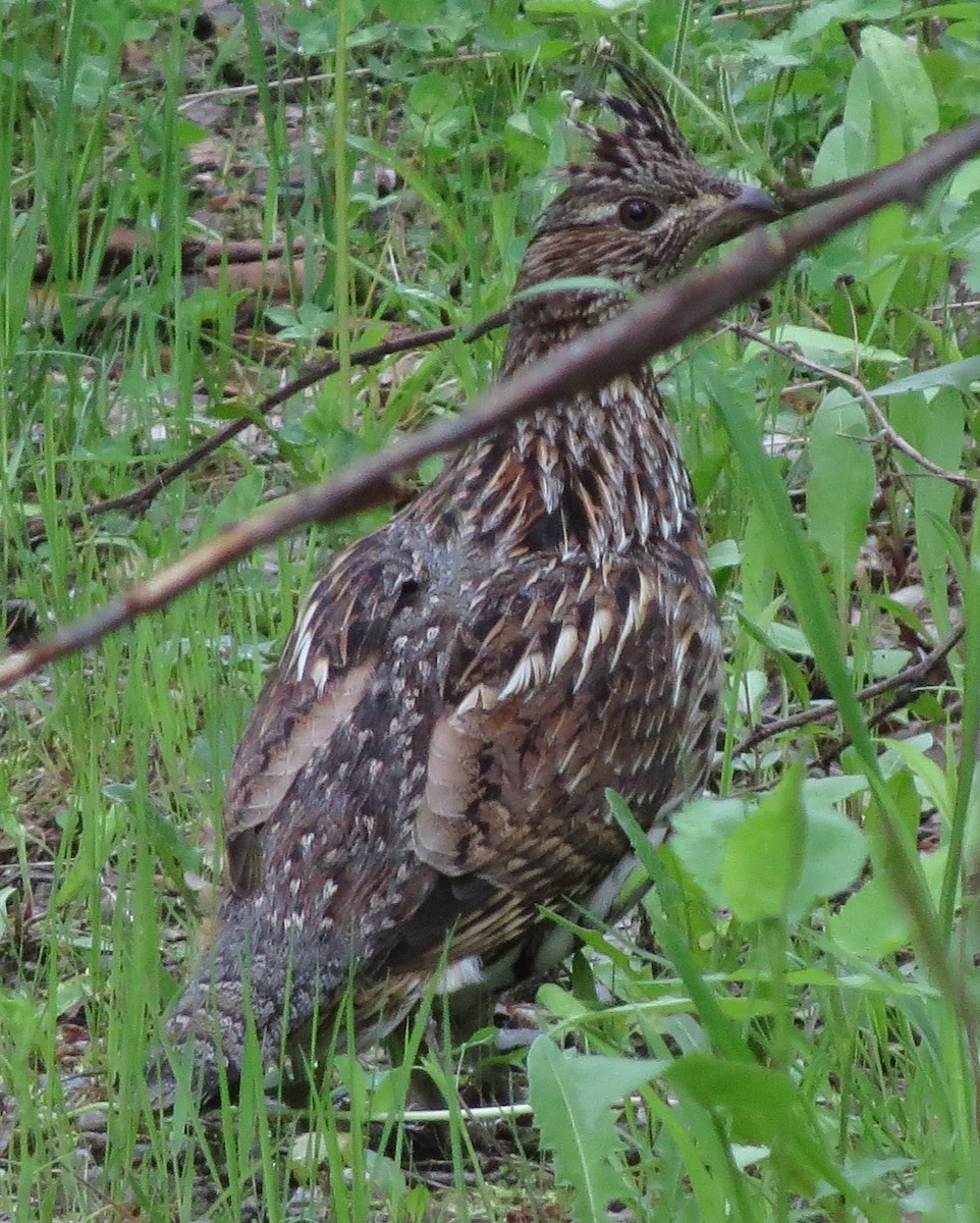 Ruffed Grouse - Amy Lawes