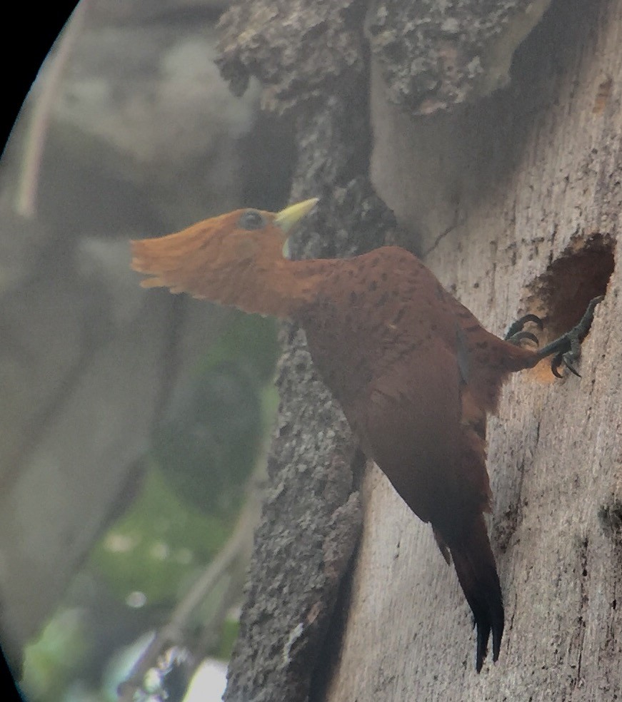 Chestnut-colored Woodpecker - Isaias Morataya