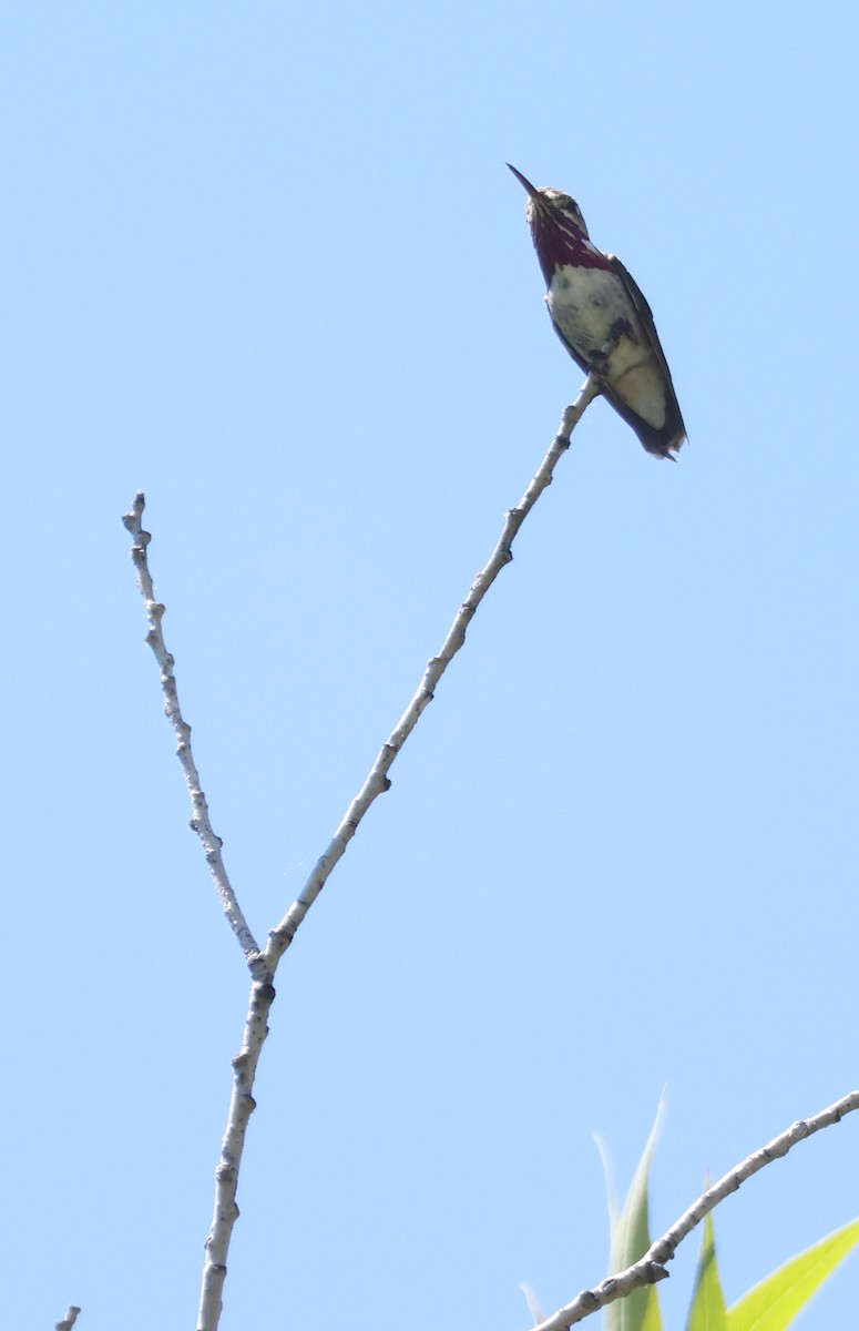 Calliope Hummingbird - ML598825861