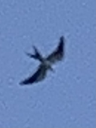Swallow-tailed Kite - ML598826411