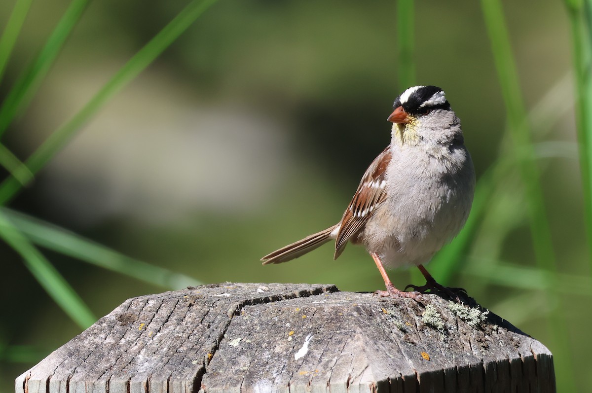 White-crowned Sparrow (oriantha) - Tom Forwood JR