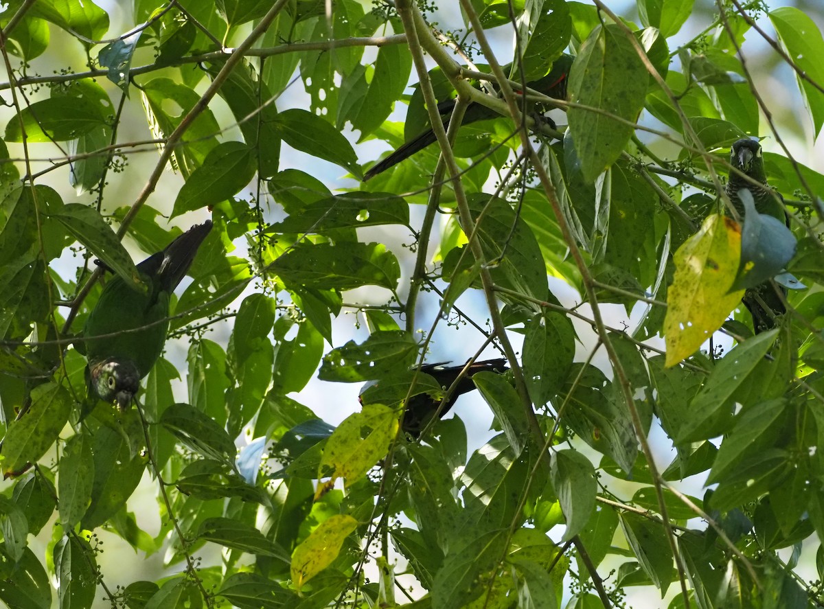 Maroon-tailed Parakeet (Maroon-tailed) - ML598827371