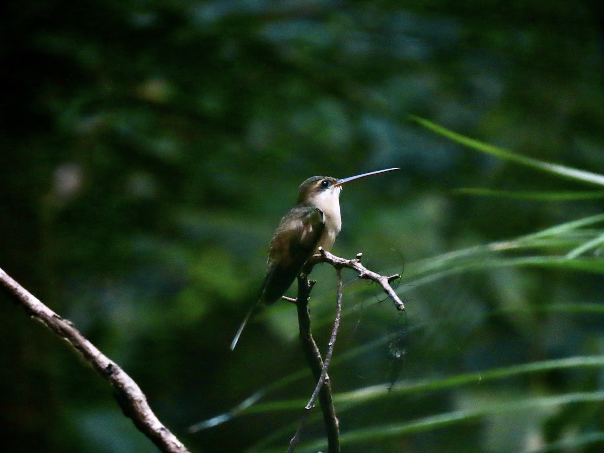 Прямоклювый колибри-отшельник - ML598827491