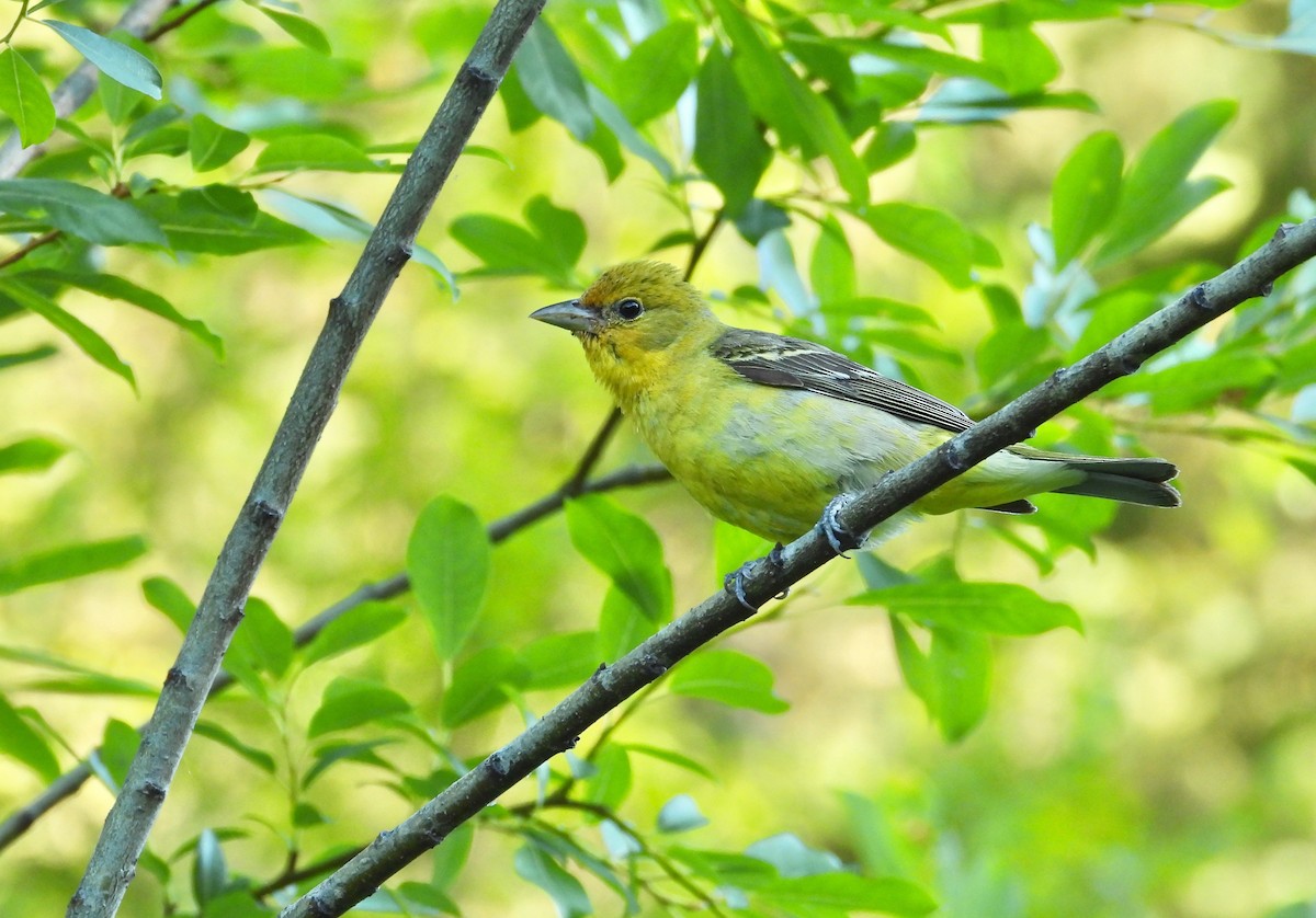 Western Tanager - ML598830131
