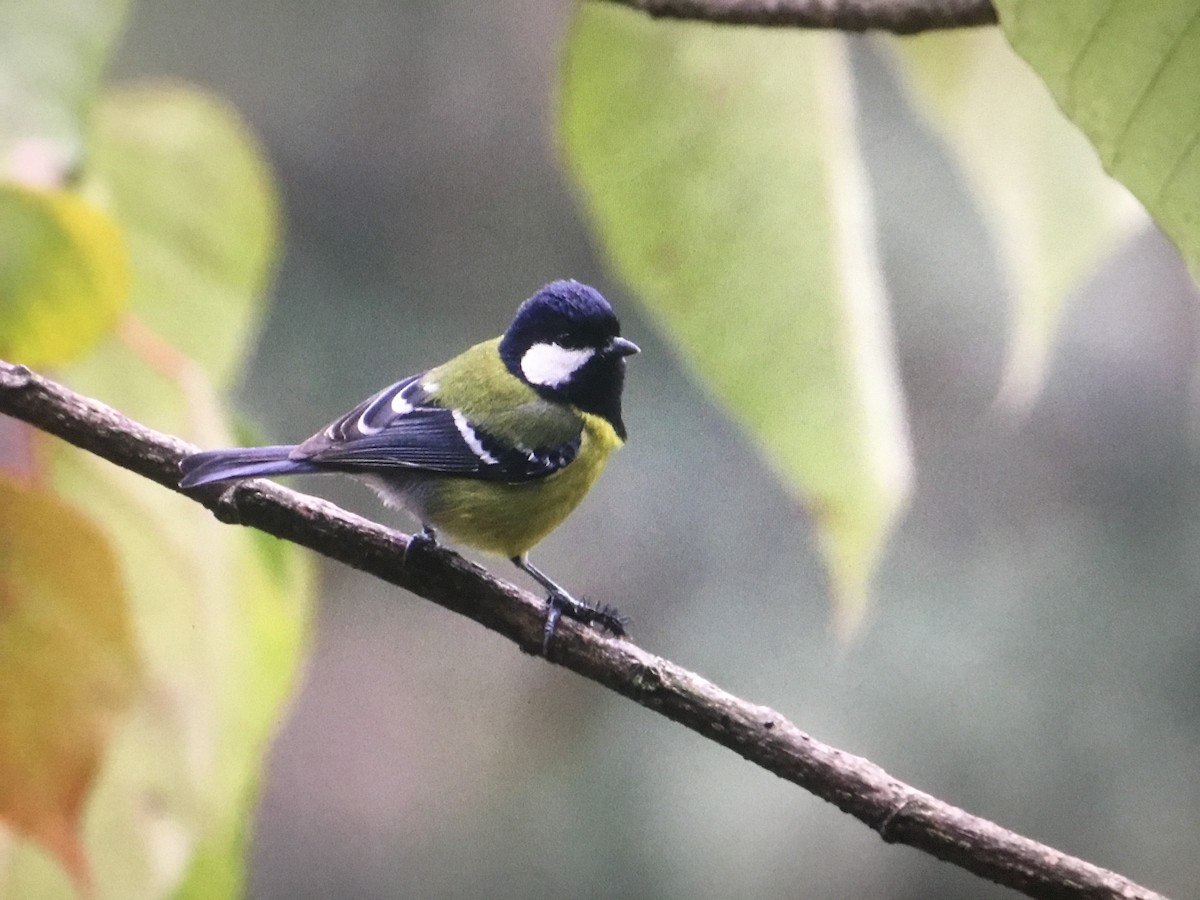 Green-backed Tit - ML598834951
