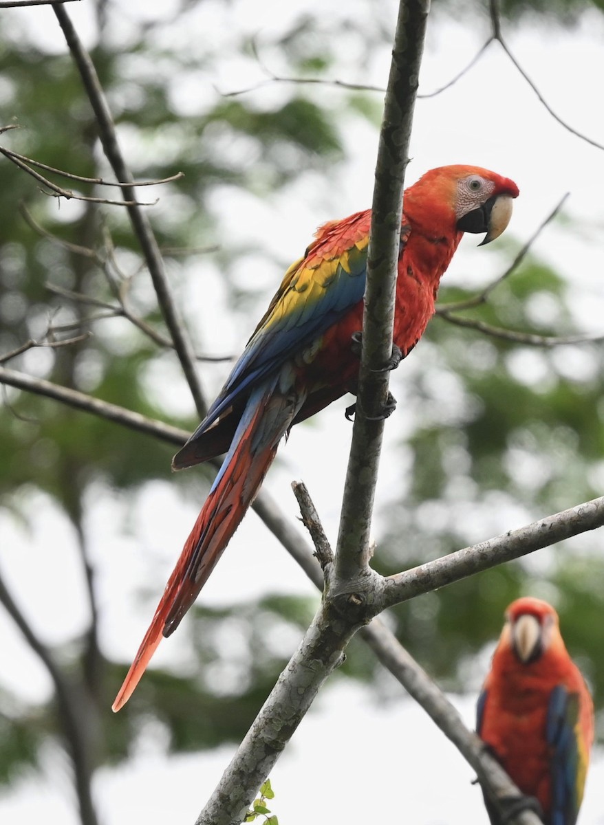Scarlet Macaw - ML598838591