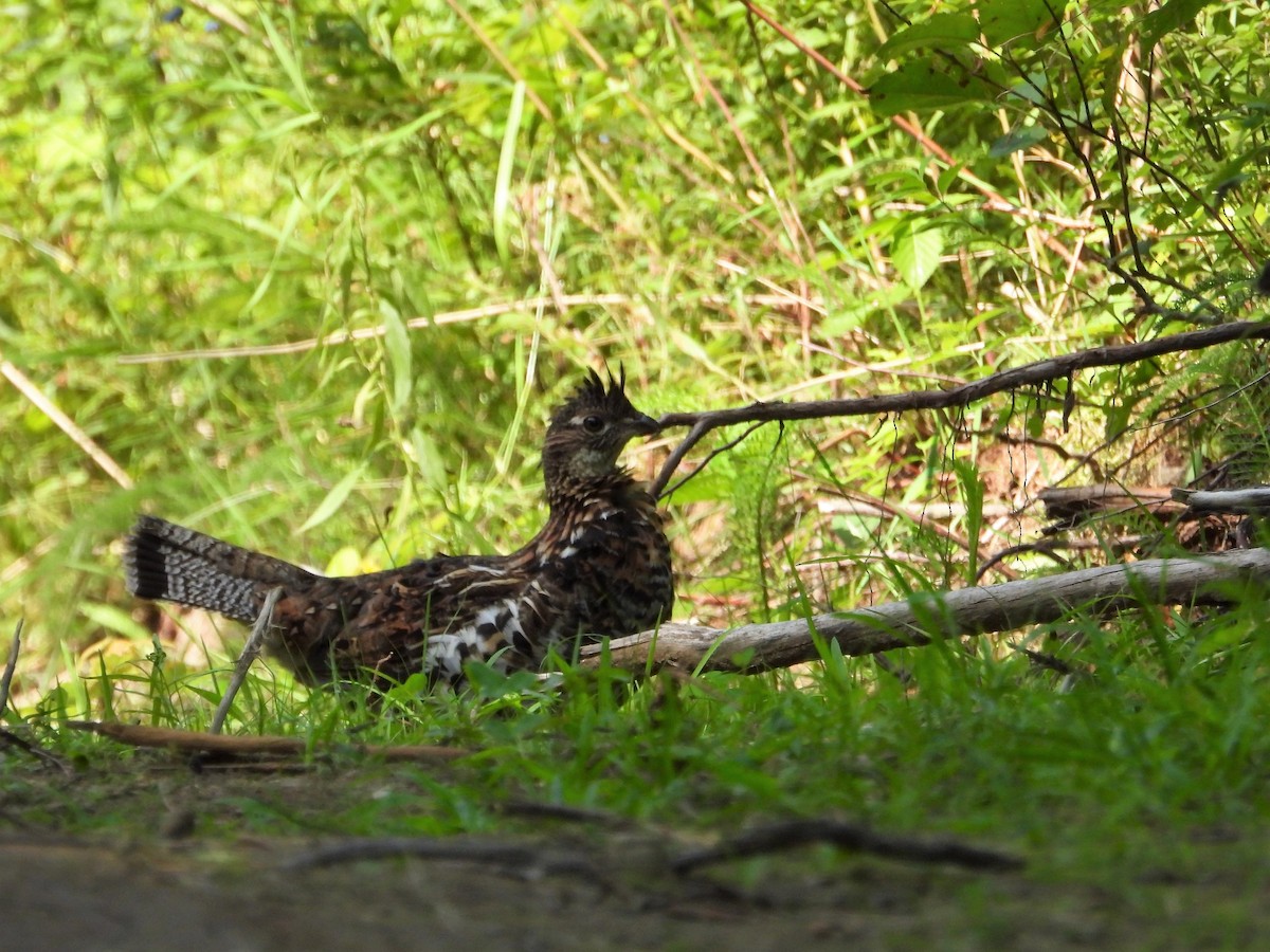 EBird Checklist 30 Jul 2023 Parc Du Mt Arthabaska 15 Species