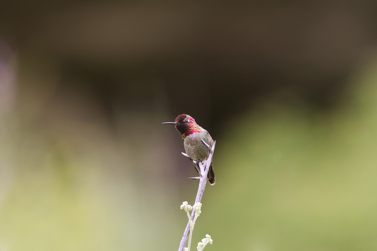 Anna's Hummingbird - ML598844721