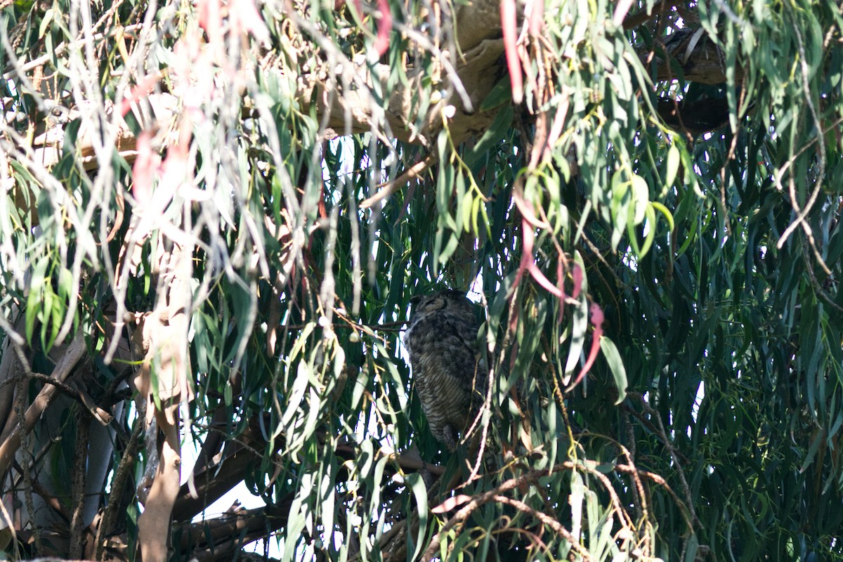 Great Horned Owl - ML598848581