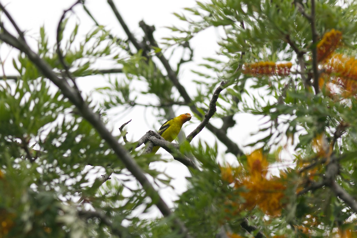 Western Tanager - ML598848881