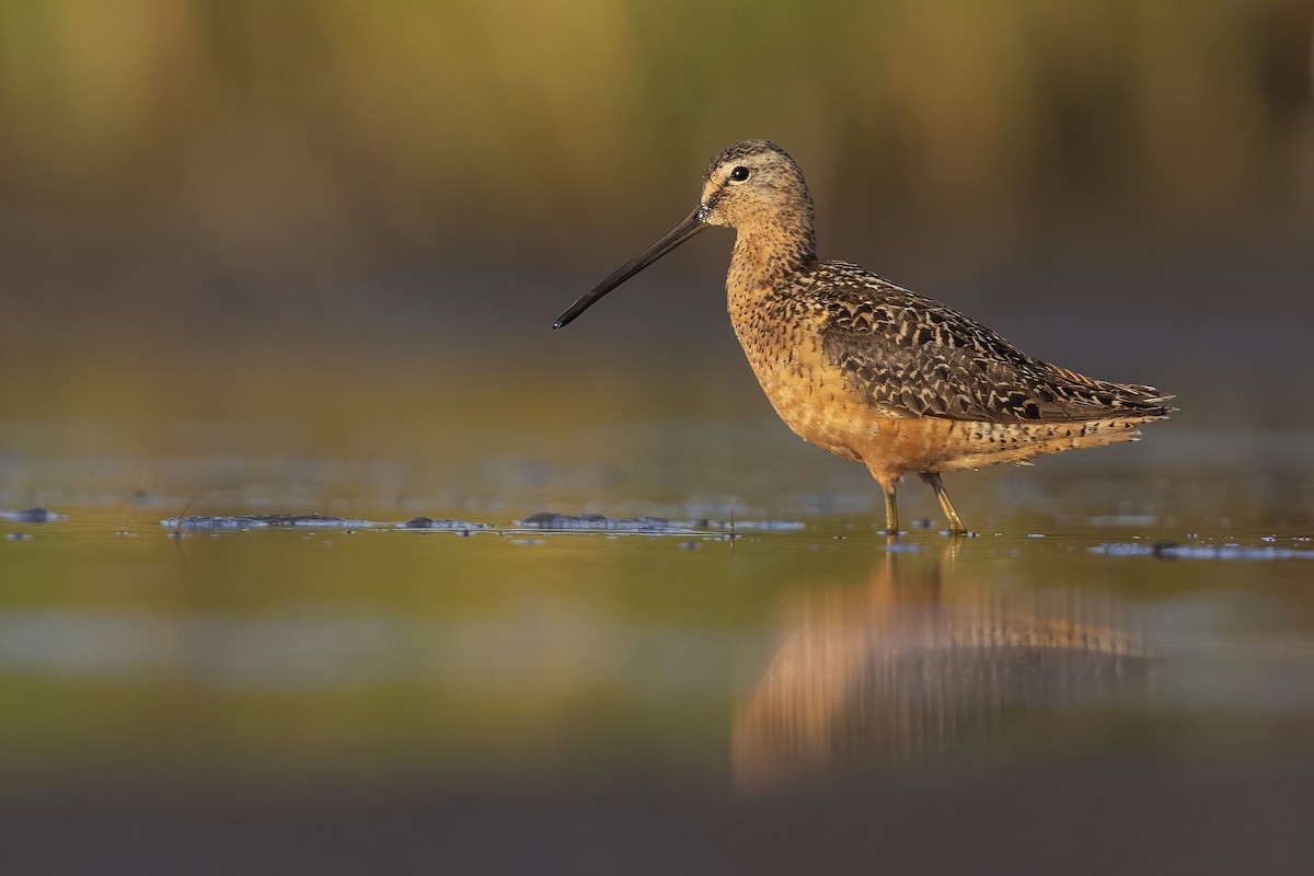 Long-billed Dowitcher - ML598850391