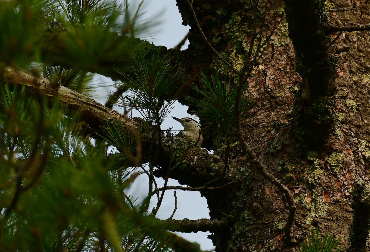 White-breasted Nuthatch - Sabine Decamp