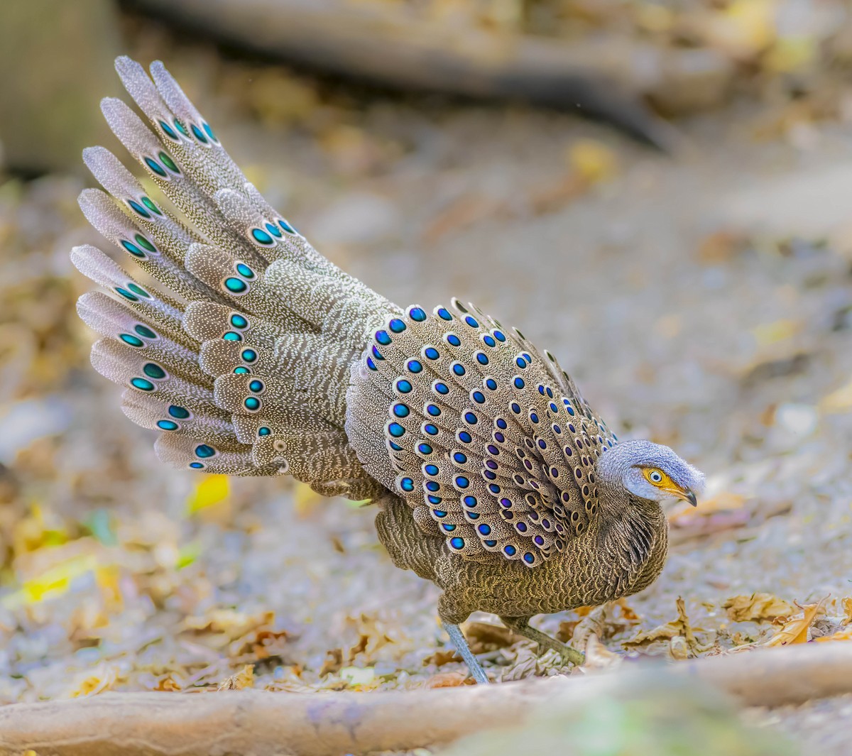 Gray Peacock-Pheasant - William Richards